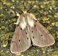 2063 (72.022) Muslin Moth